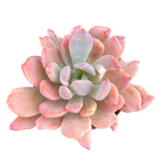 x Pachyveria 'Scheideckeri'