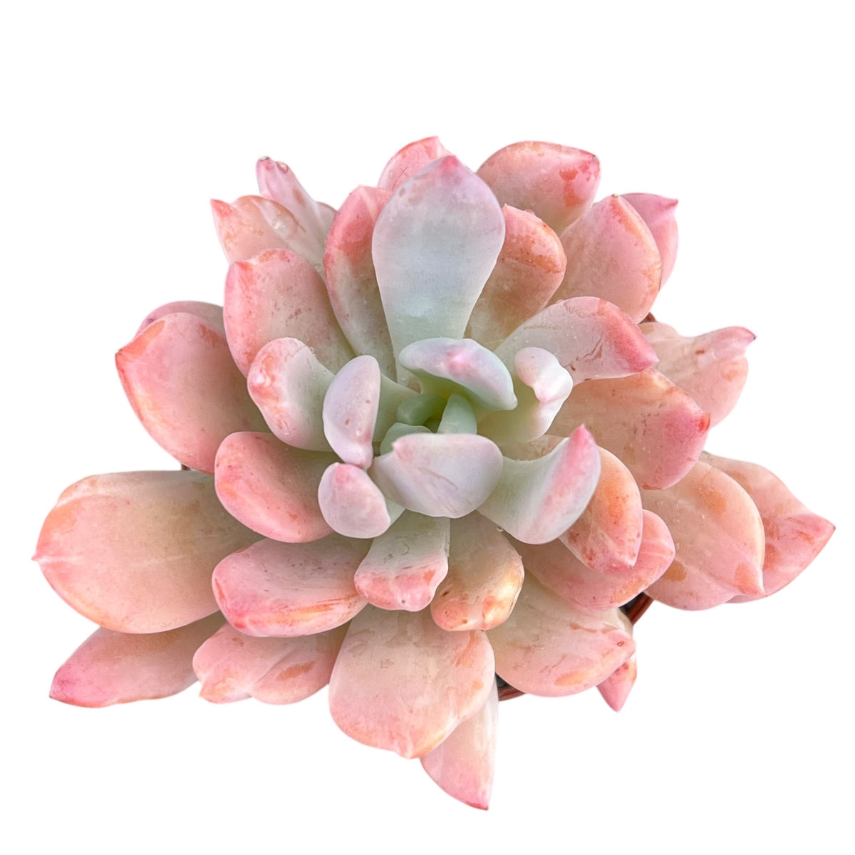 x Pachyveria 'Scheideckeri'