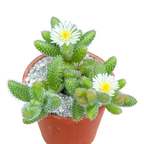 Delosperma echinatum | Pickle Plant