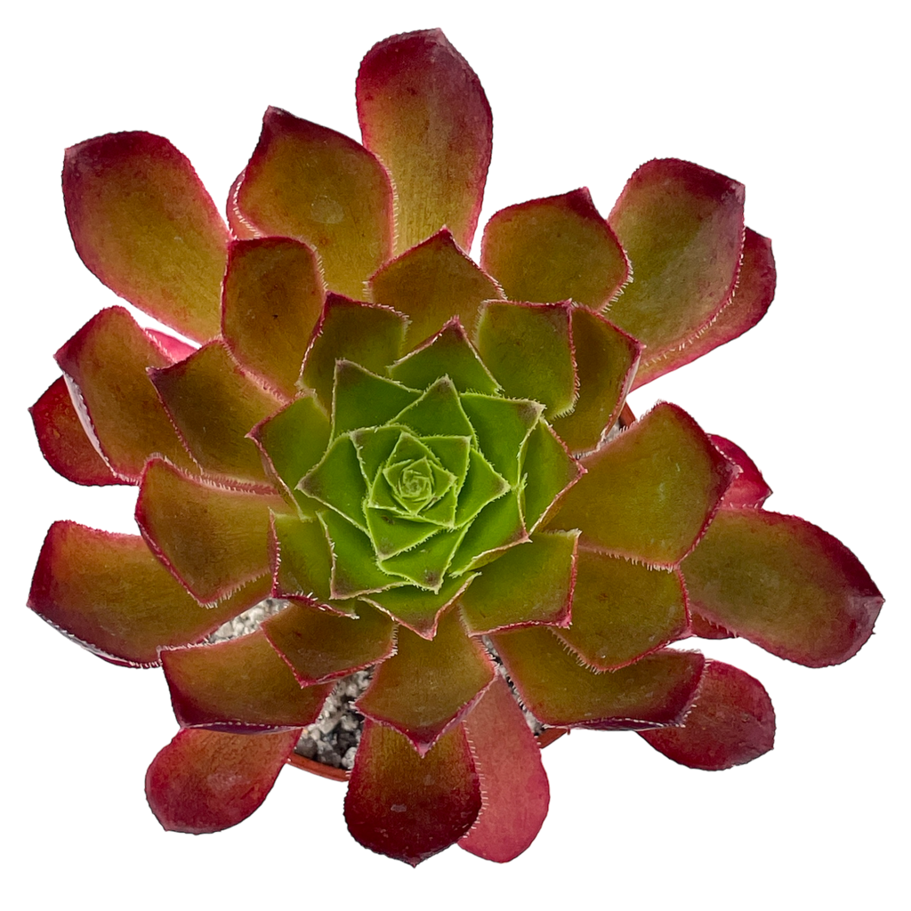 x Semponium 'Sienna'