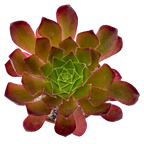 x Semponium 'Sienna'