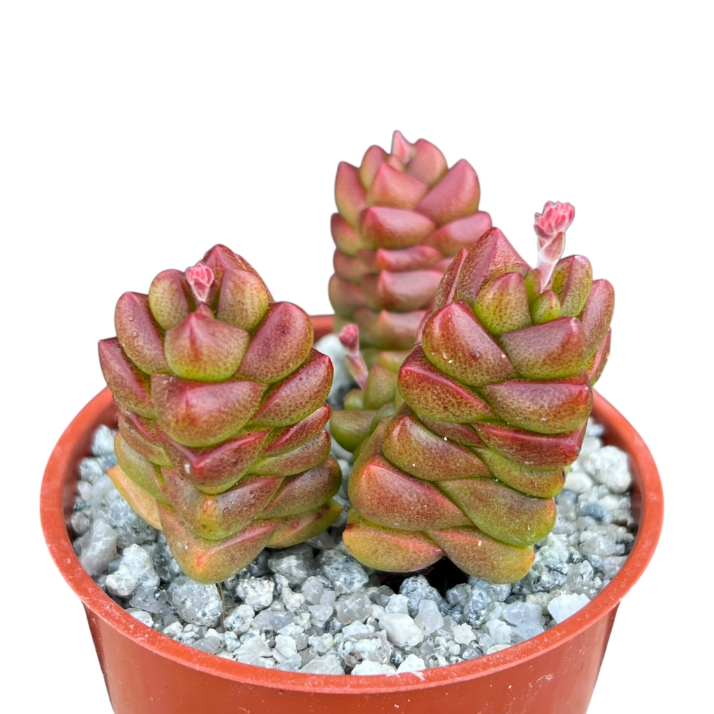 Crassula x marchandii