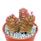 Crassula x marchandii