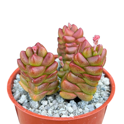 Crassula x marchandii