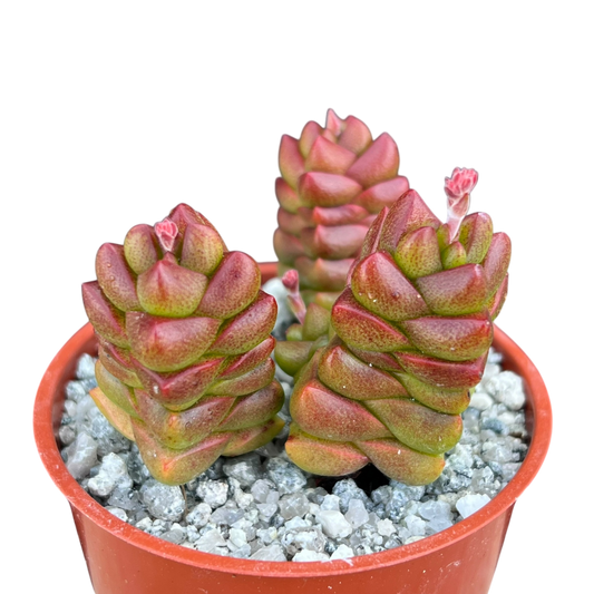 Crassula x marchandii