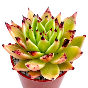 Echeveria agavoides 'Arrow'