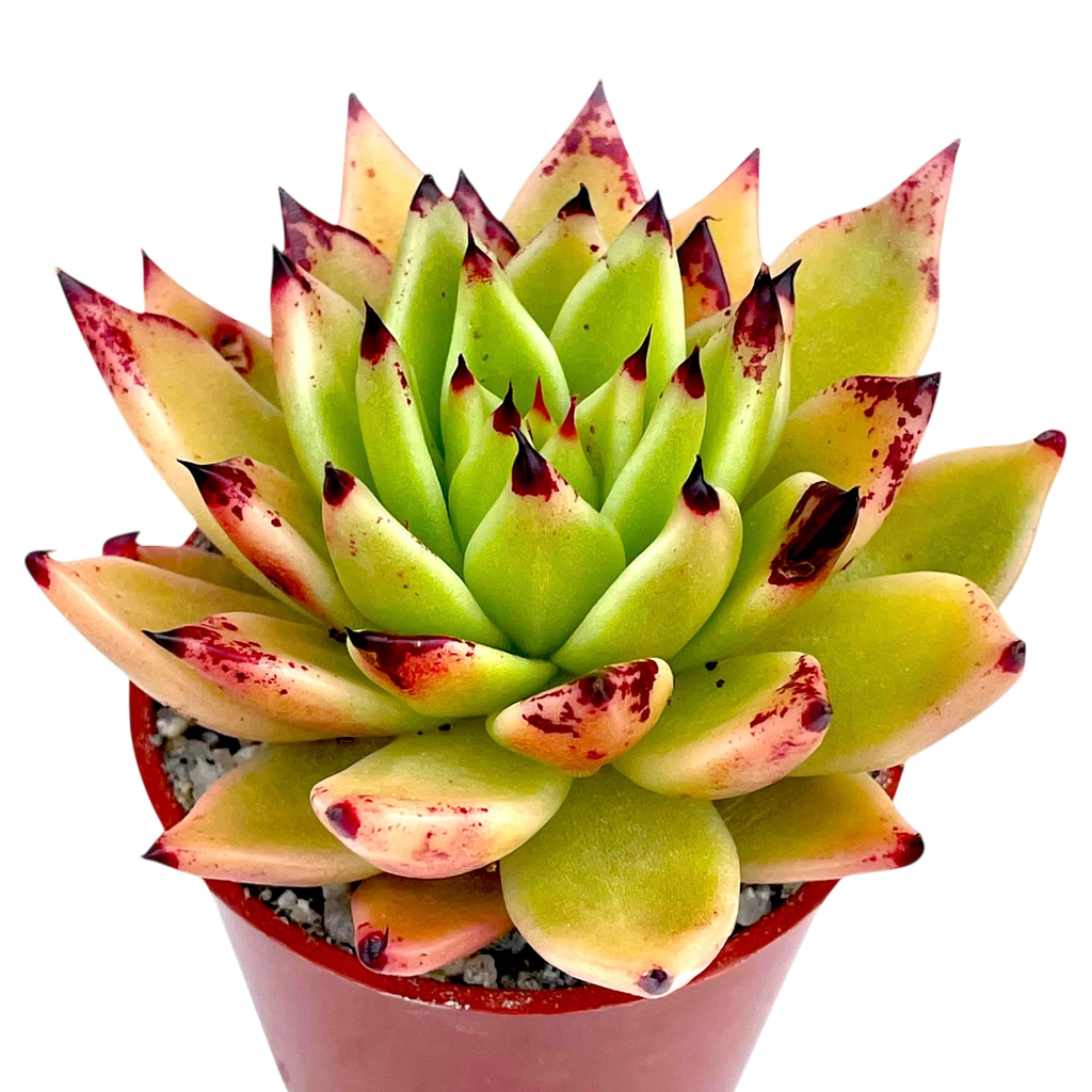 echeveria arrow succulent Echeveria agavoides 'Arrow' – Surreal Succulents