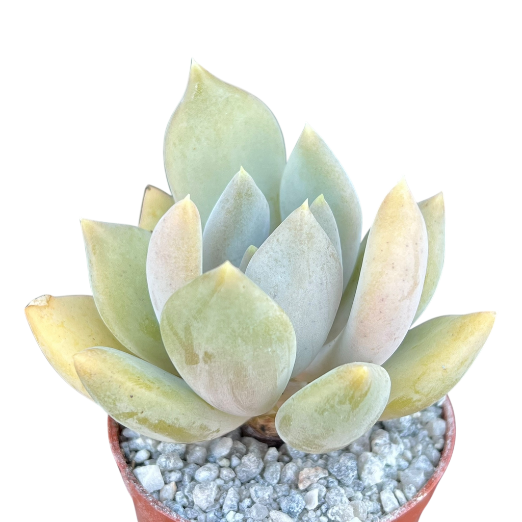 x Pachyveria 'Glacier'
