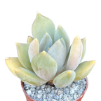 x Pachyveria 'Glacier'