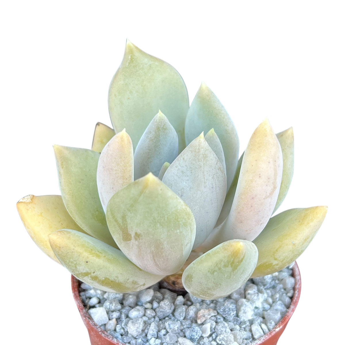 x Pachyveria 'Glacier'