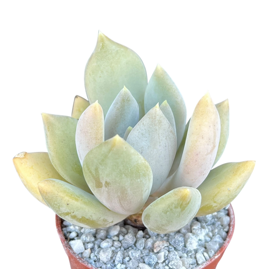 x Pachyveria 'Glacier'