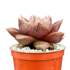 Echeveria 'Dionysos'