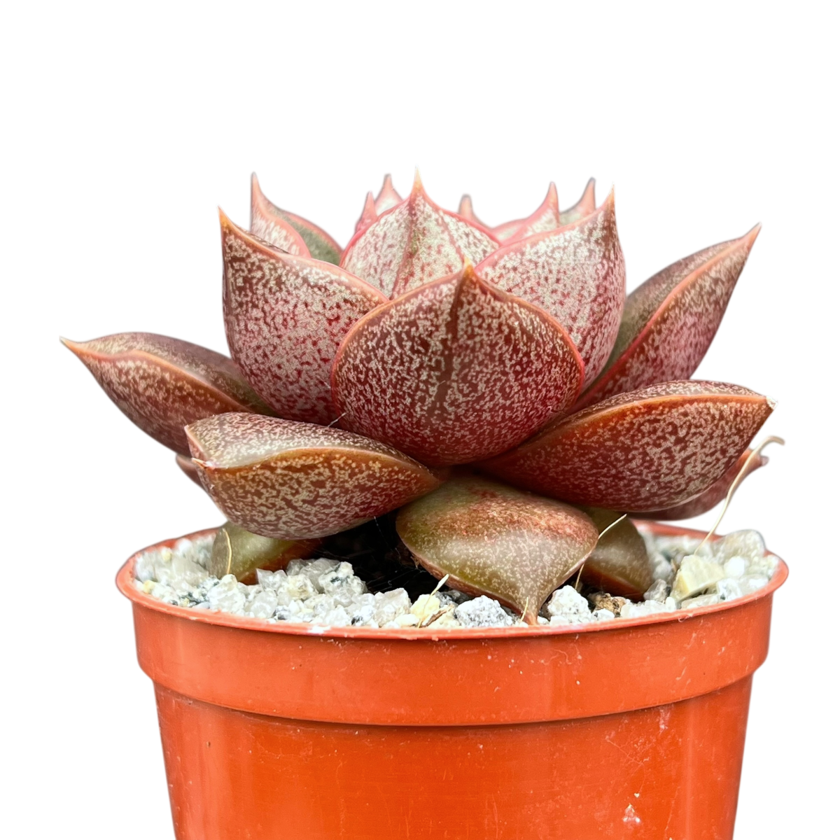 Echeveria 'Dionysos'