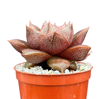 Echeveria 'Dionysos'
