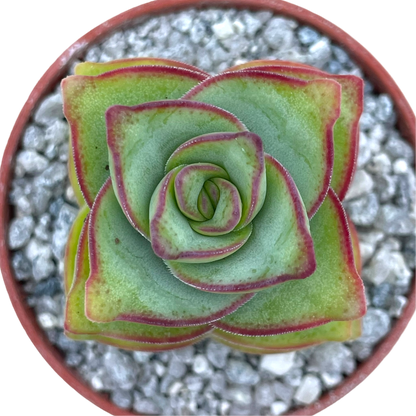 Crassula perforata