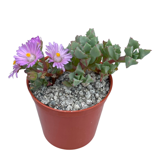 Oscularia deltoides