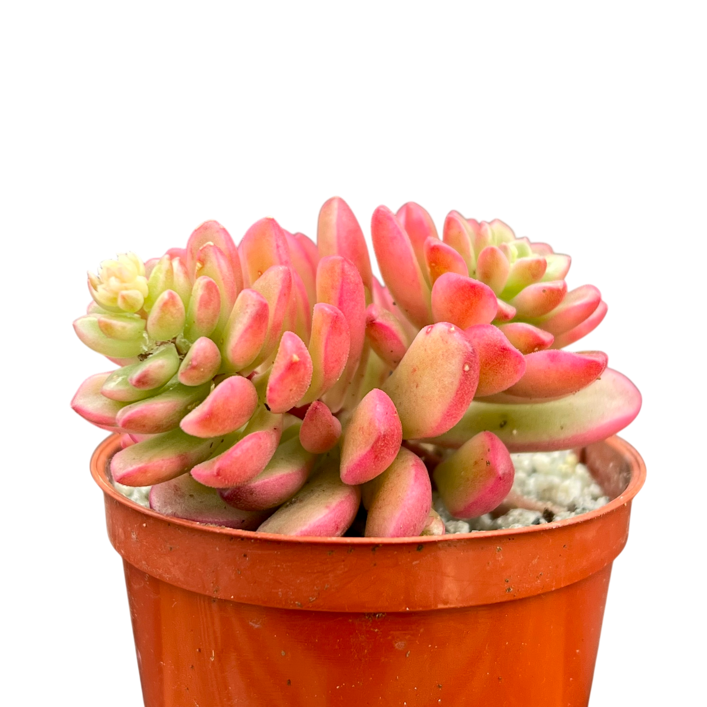 セダム 'ジョイス・タロック' バリエガータ – Surreal Succulents