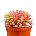 Sedum 'Joyce Tulloch' variegata