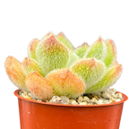 Echeveria 'Bombycina'