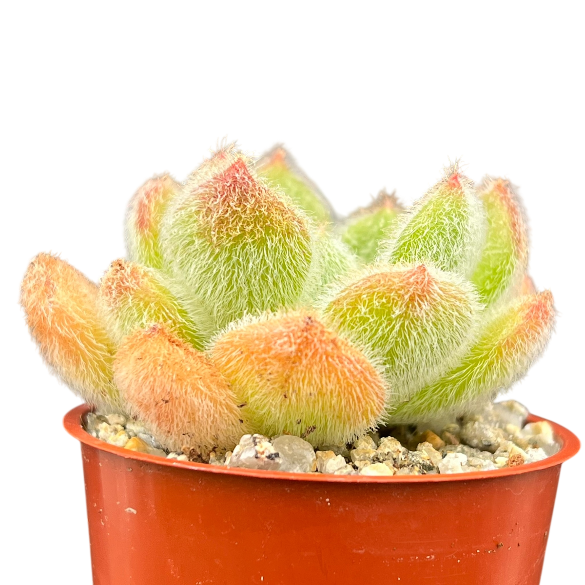 Echeveria 'Bombycina'