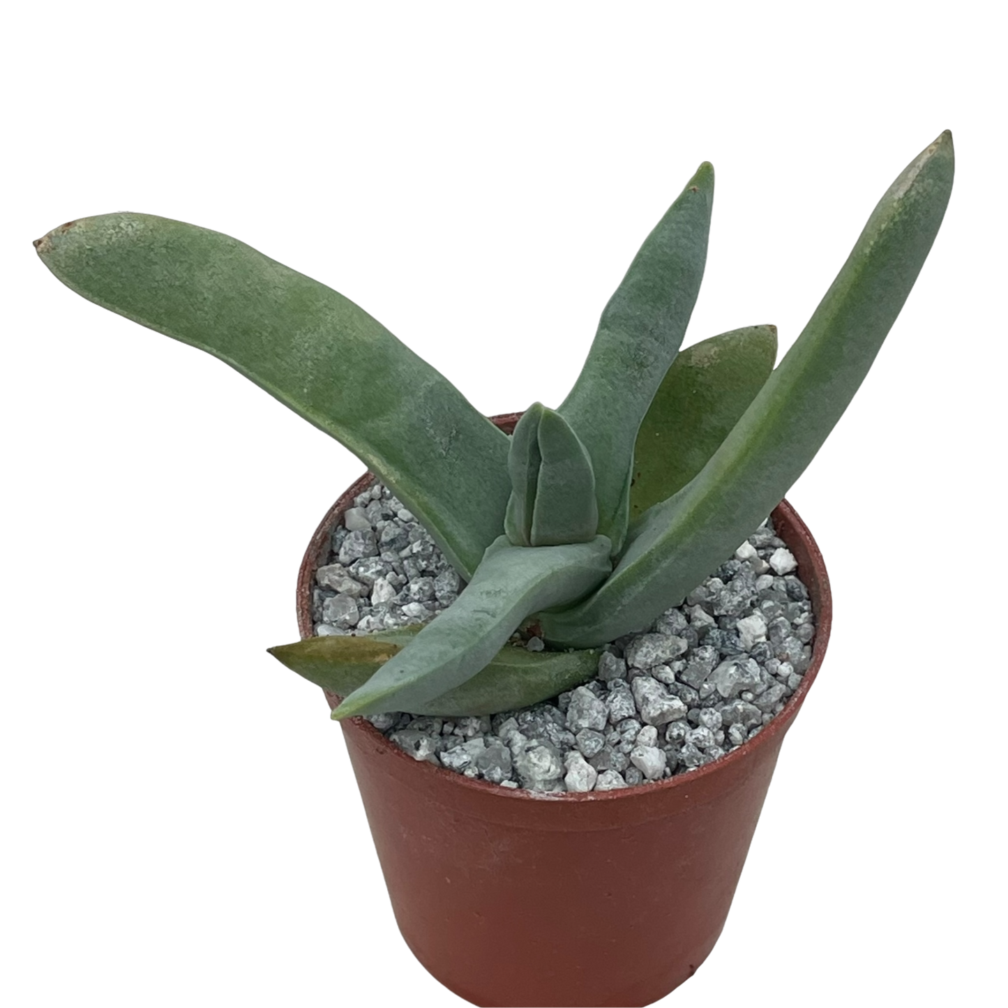 Crassula falcata (Airplane Plant)