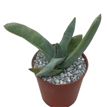 Crassula falcata (Airplane Plant)