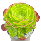 Aeonium 'Blushing Beauty'