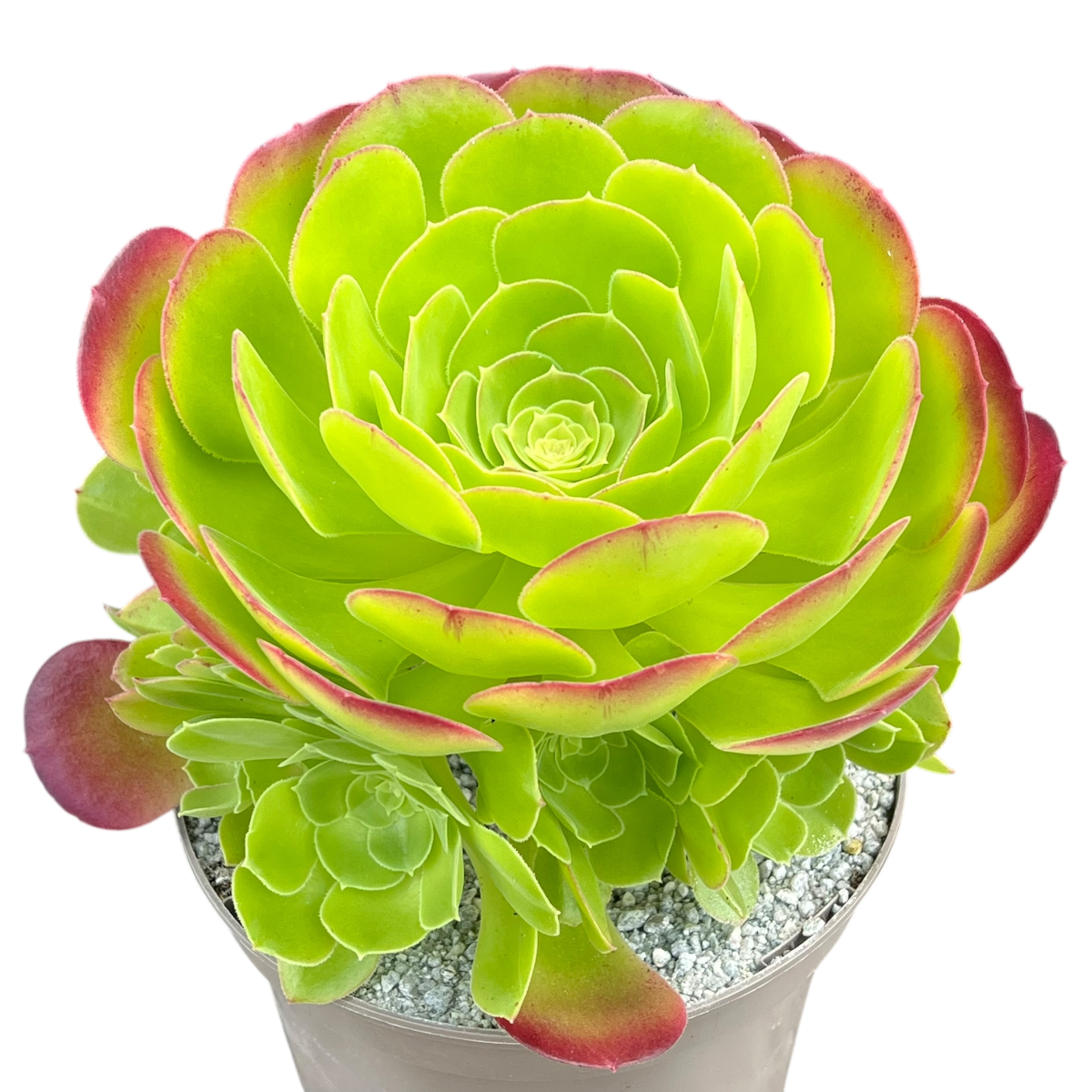 Aeonium 'Blushing Beauty'