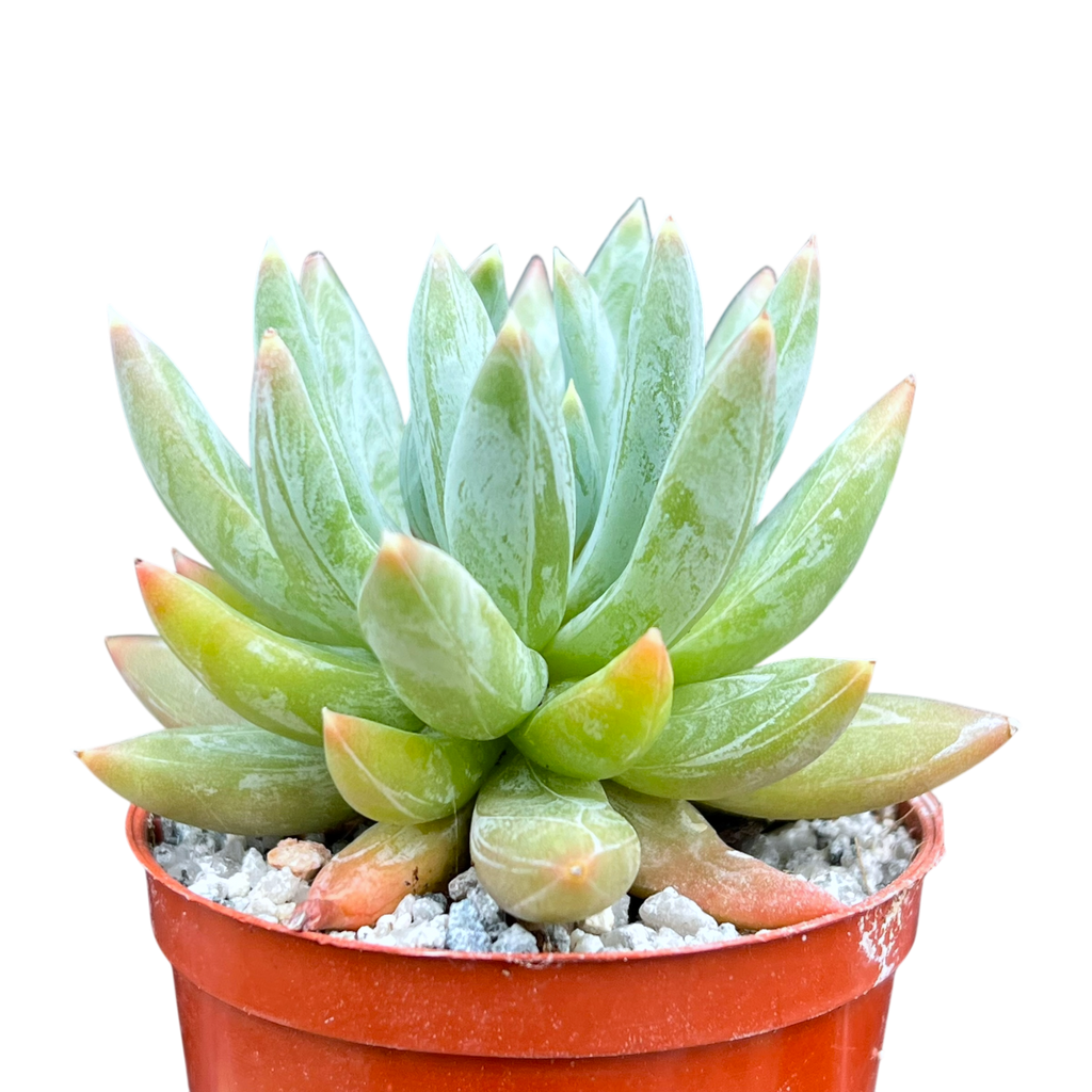 x Pachyveria 'Yvonne'
