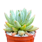 x Pachyveria 'Yvonne'