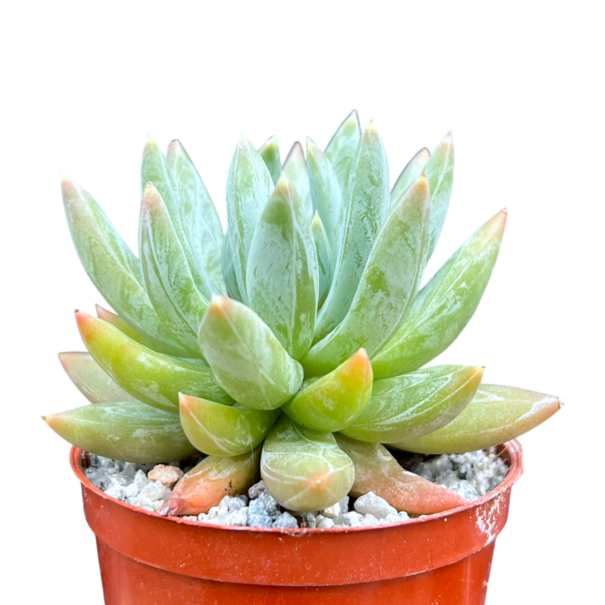 x Pachyveria 'Yvonne'