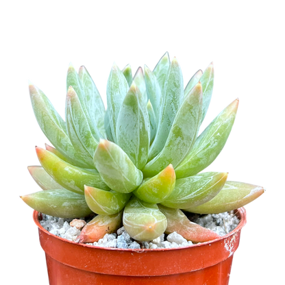 x Pachyveria 'Yvonne'