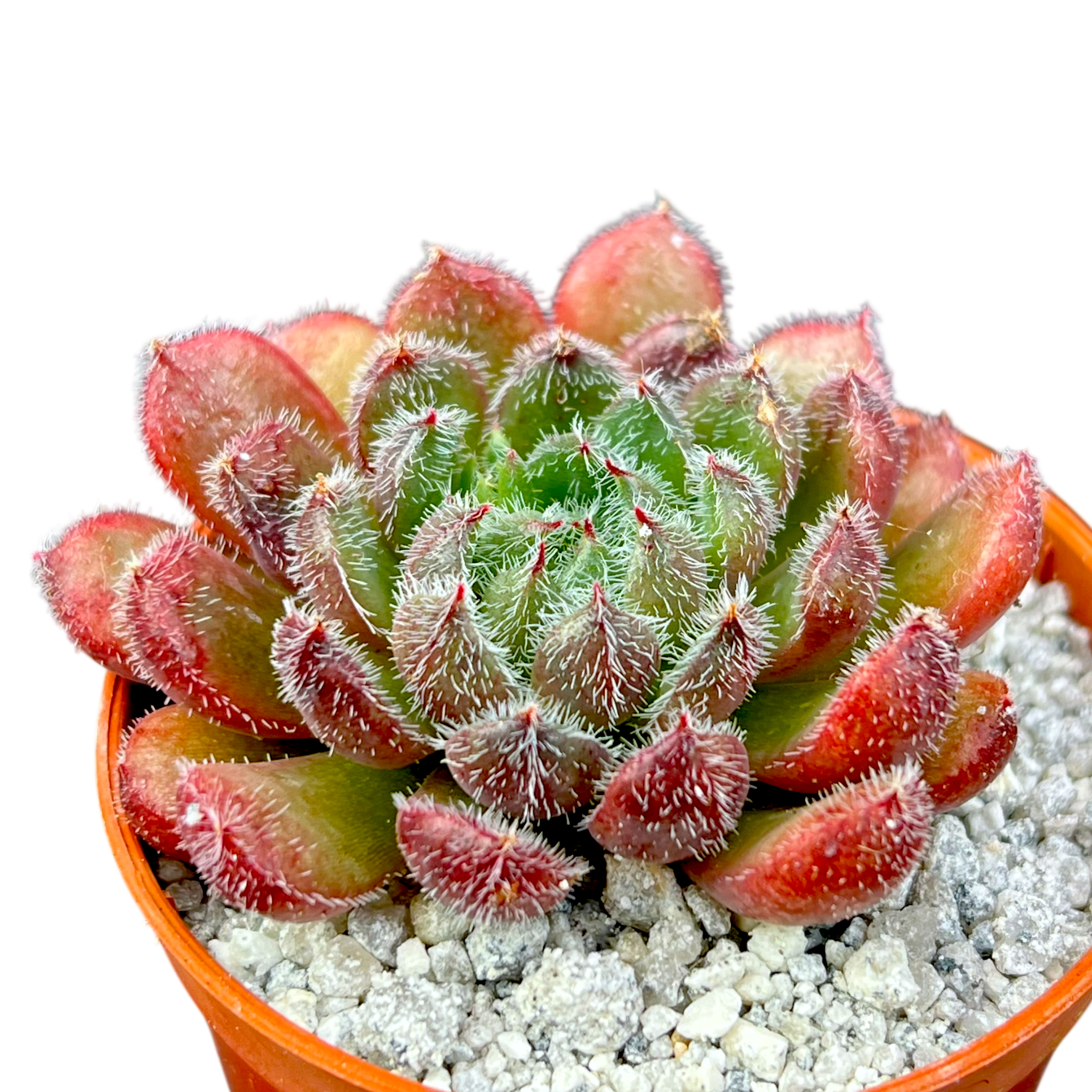 Echeveria 'Scorpio'
