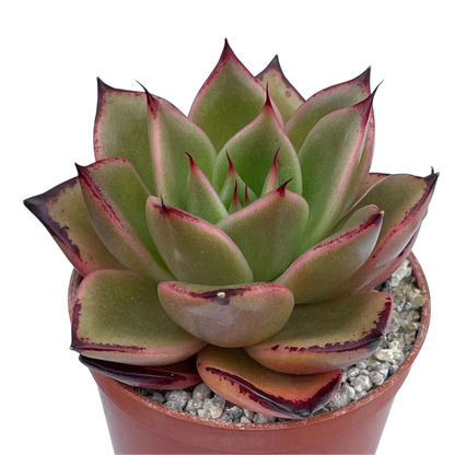 Echeveria agavoides 'Dragon's Tooth'