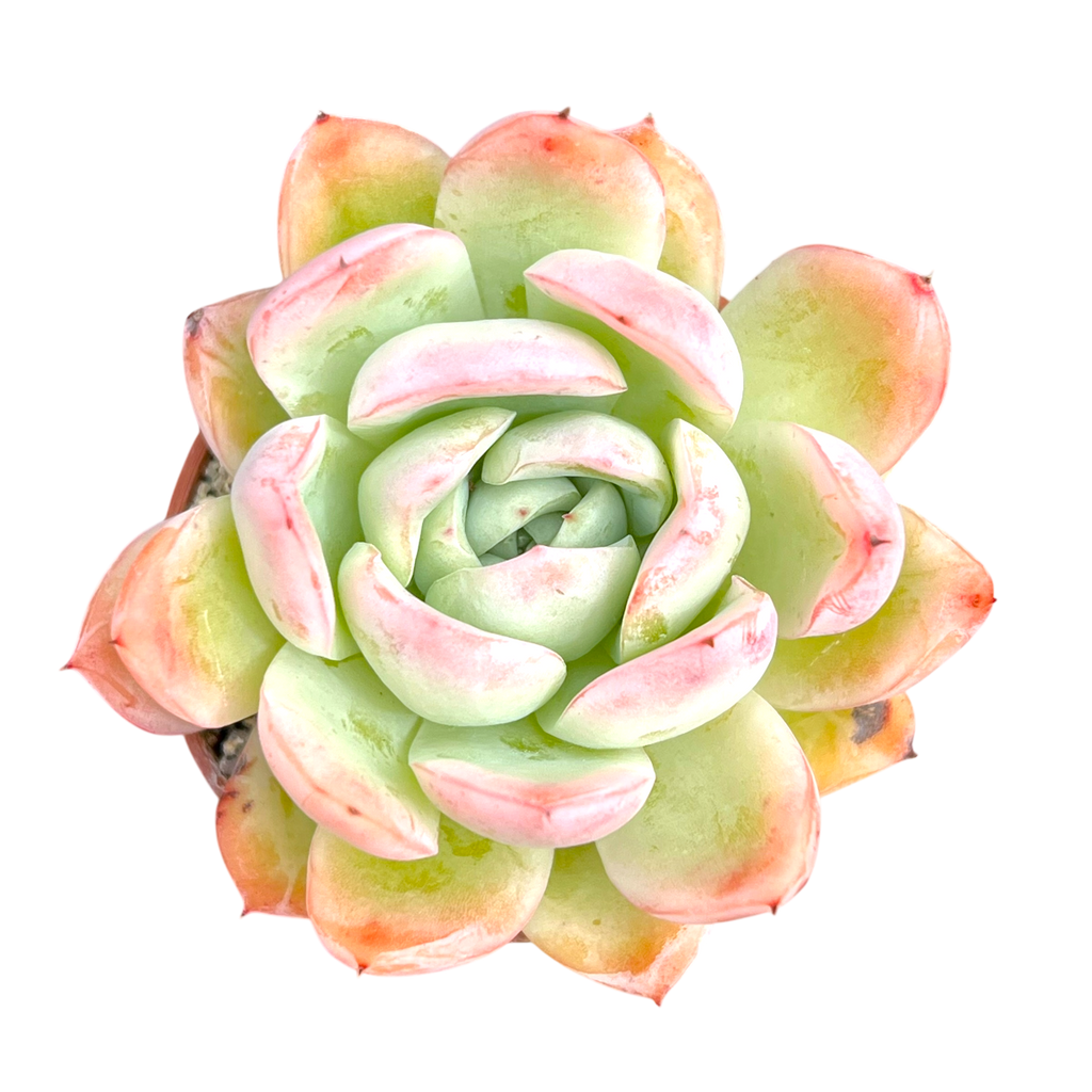 Echeveria x gilva 'Blue Surprise'