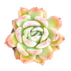 Echeveria x gilva 'Blue Surprise'