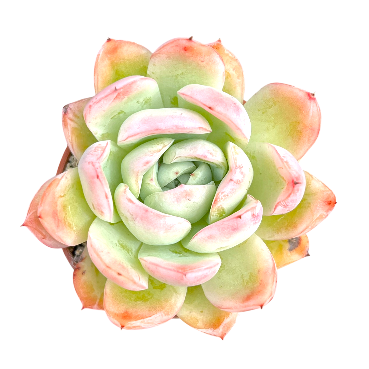 Echeveria x gilva 'Blue Surprise'