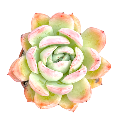 Echeveria x gilva 'Blue Surprise'