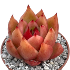 Echeveria 'Frank Reinelt'
