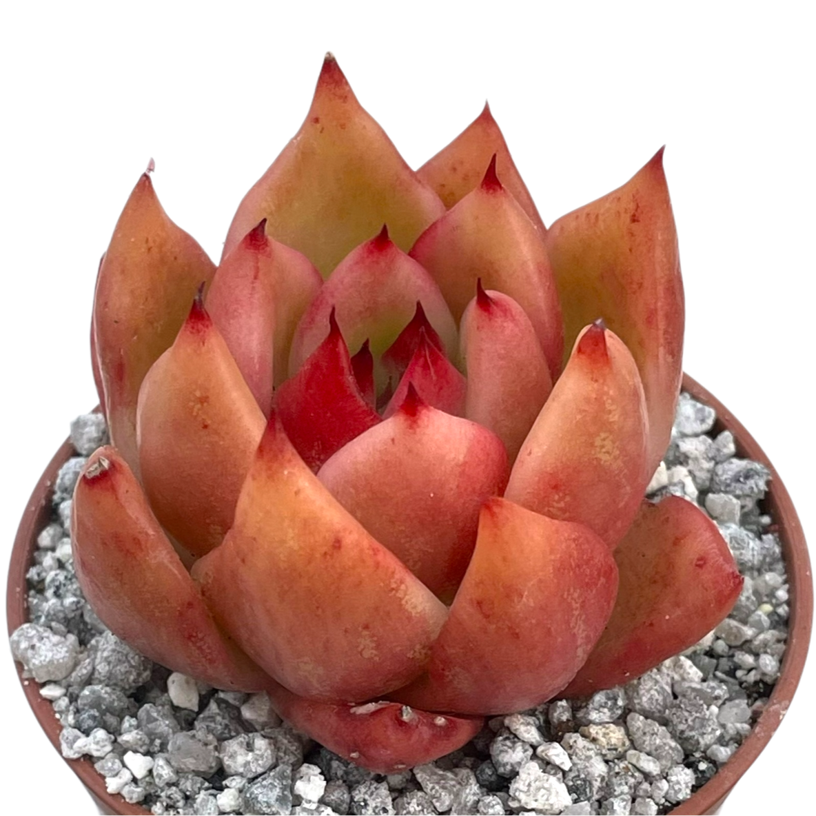Echeveria 'Frank Reinelt'