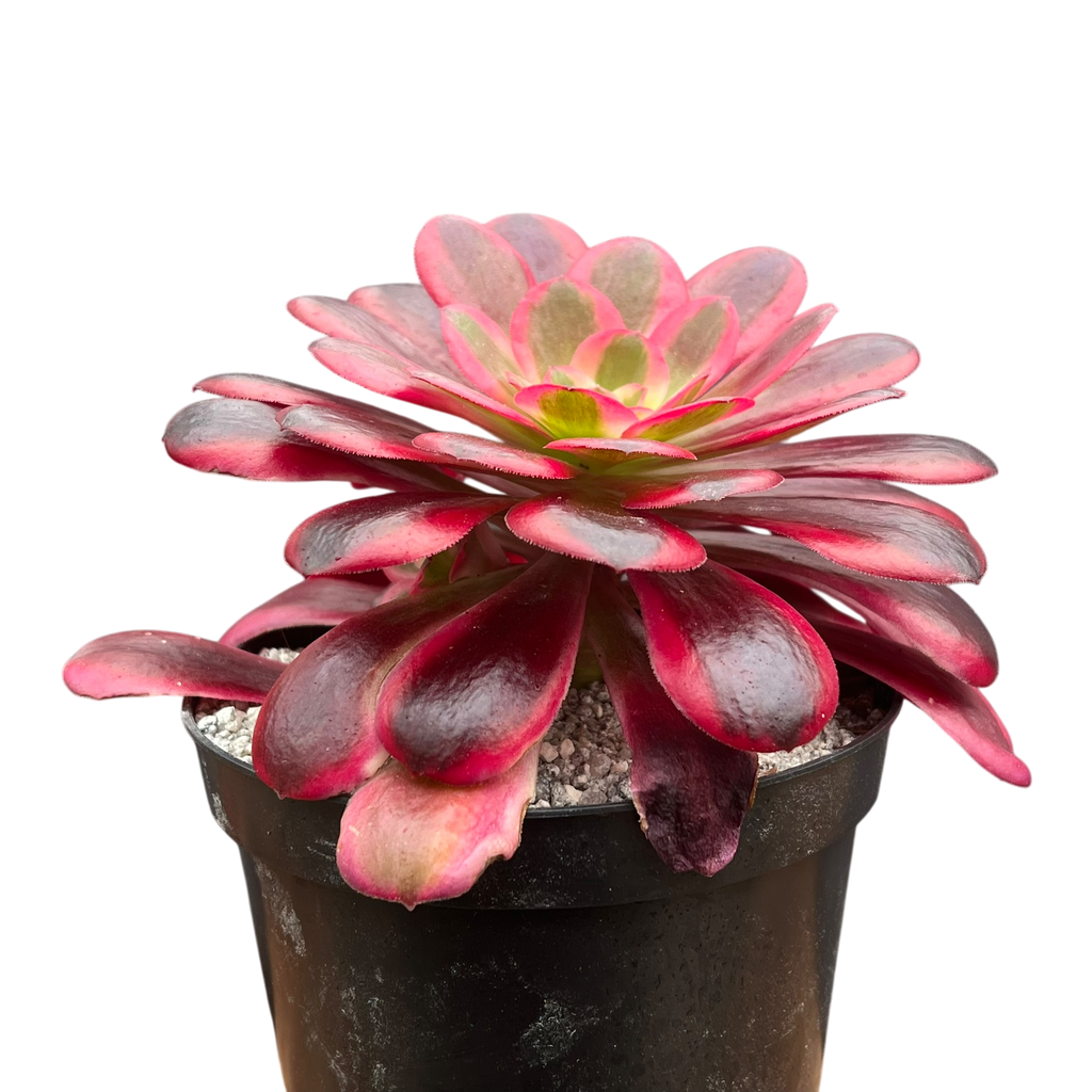 Aeonium 'Medusa'