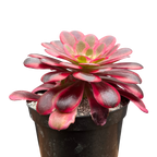 Aeonium 'Medusa'