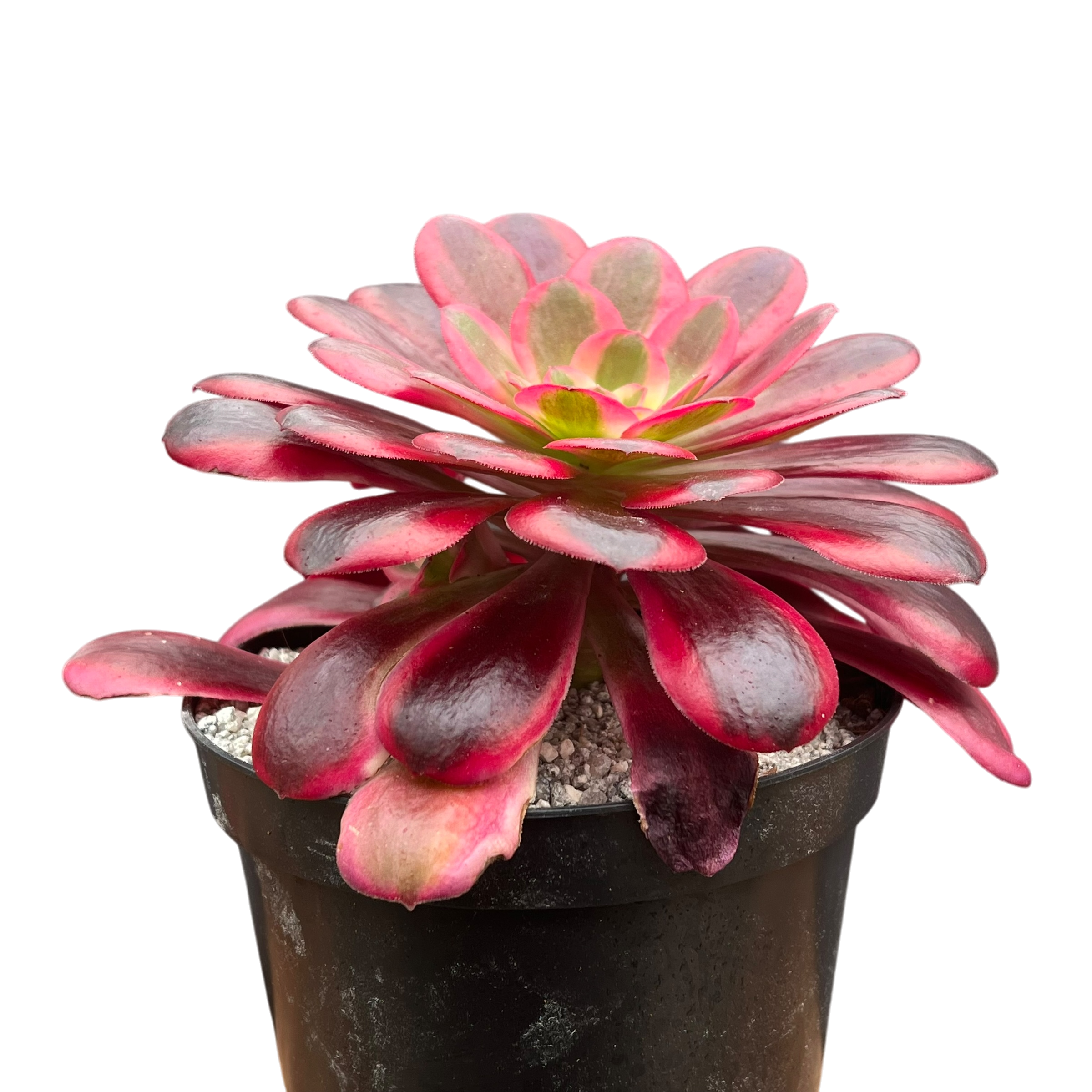 Aeonium 'Medusa'