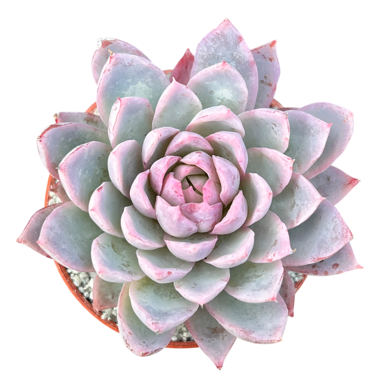 エケベリア 'ヴァイオレット・クイーン' – Surreal Succulents