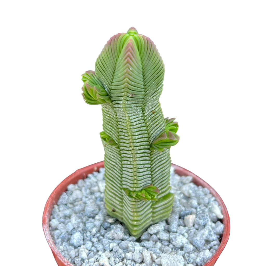 Crassula pyramidalis