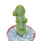 Crassula pyramidalis