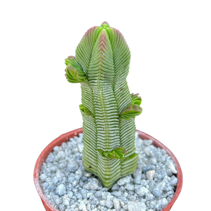 Crassula pyramidalis