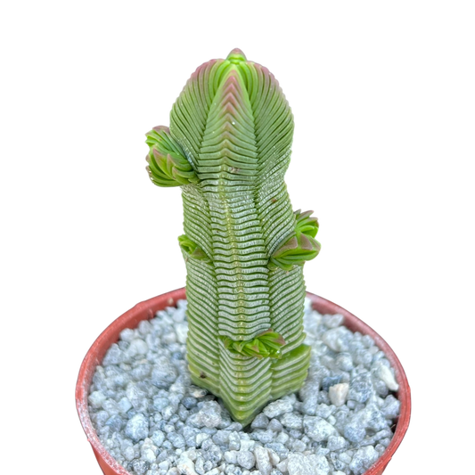 Crassula pyramidalis