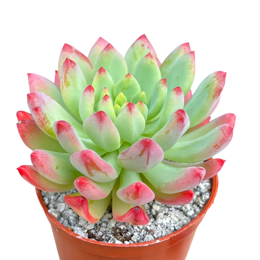 x Sedeveria 'Blue Elf'