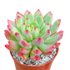 x Sedeveria 'Blue Elf'